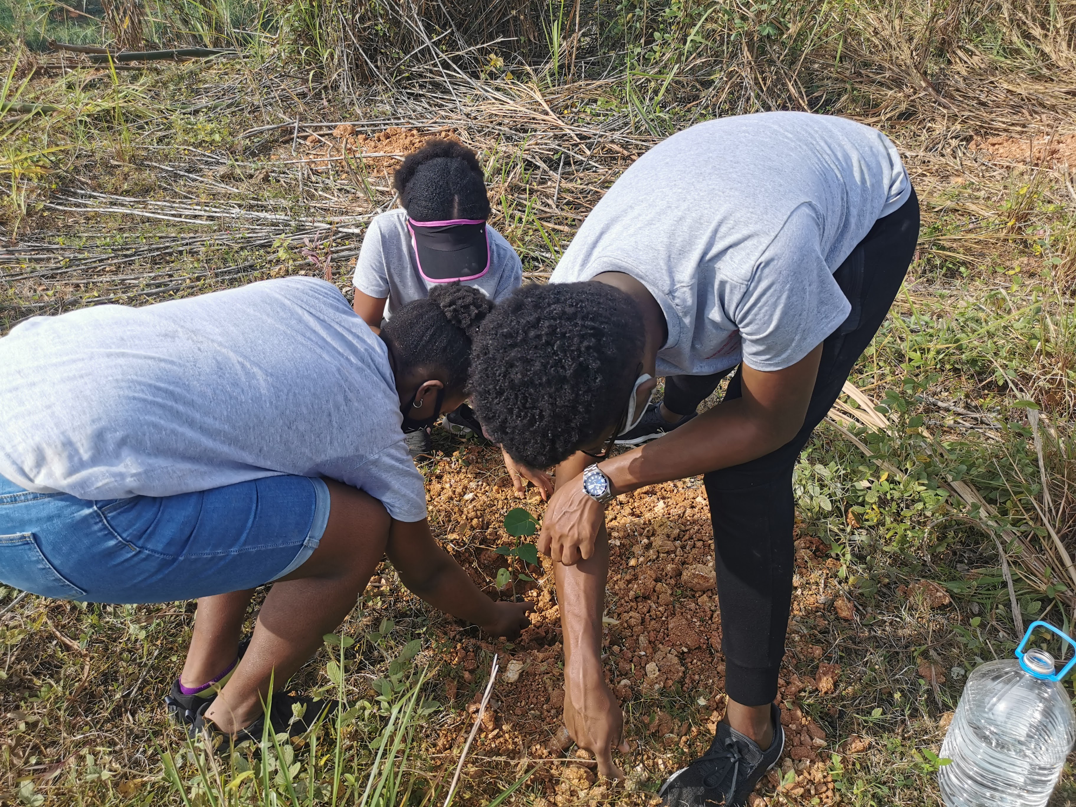 Tree Planting