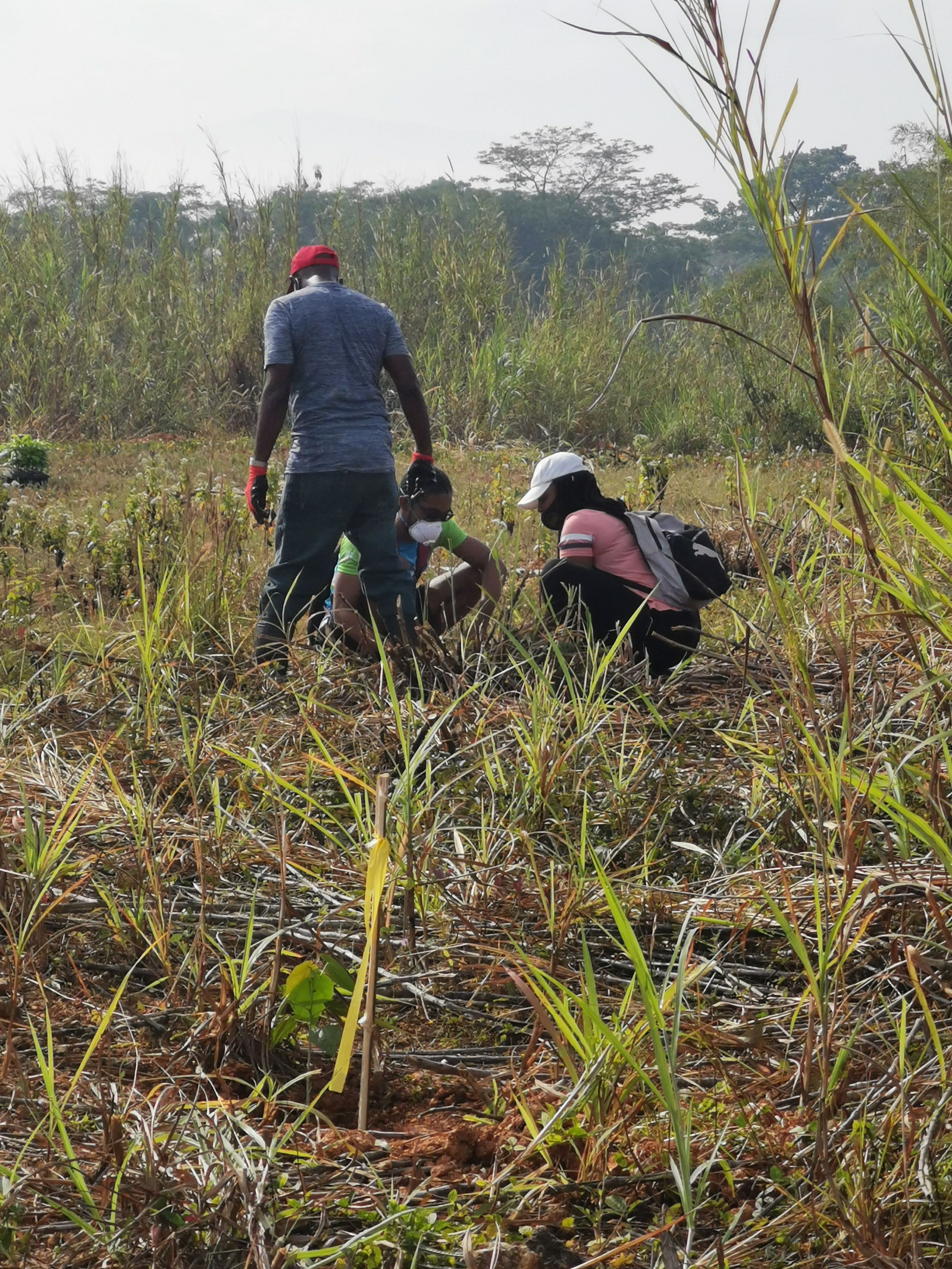 tree planting