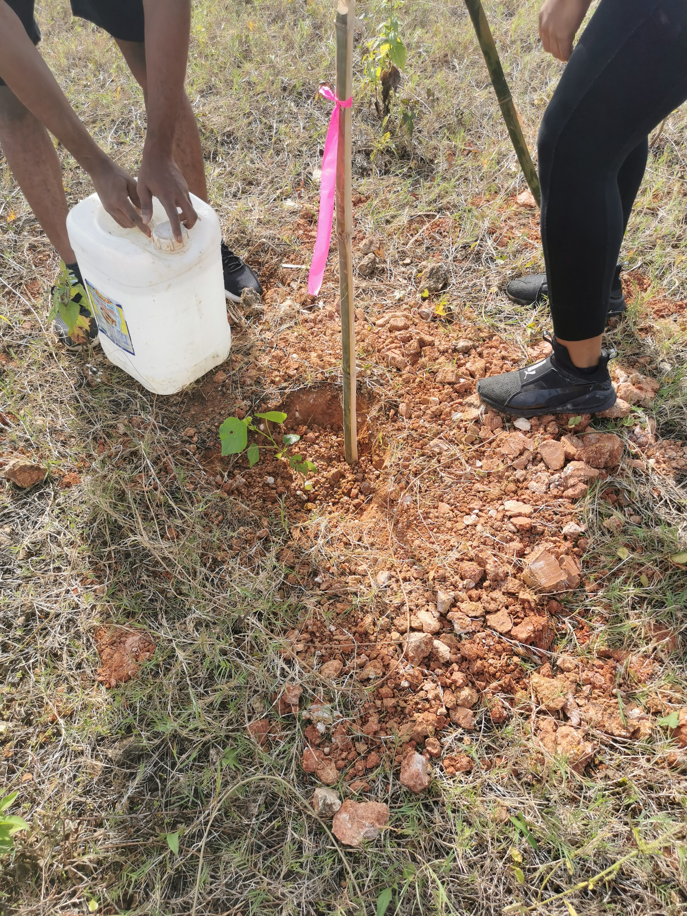 tree planting