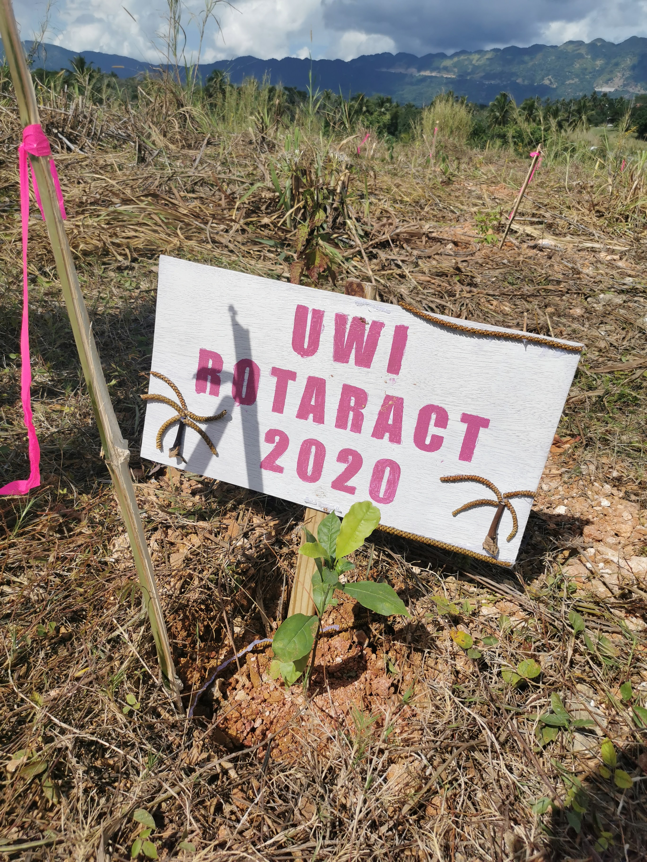 tree planting