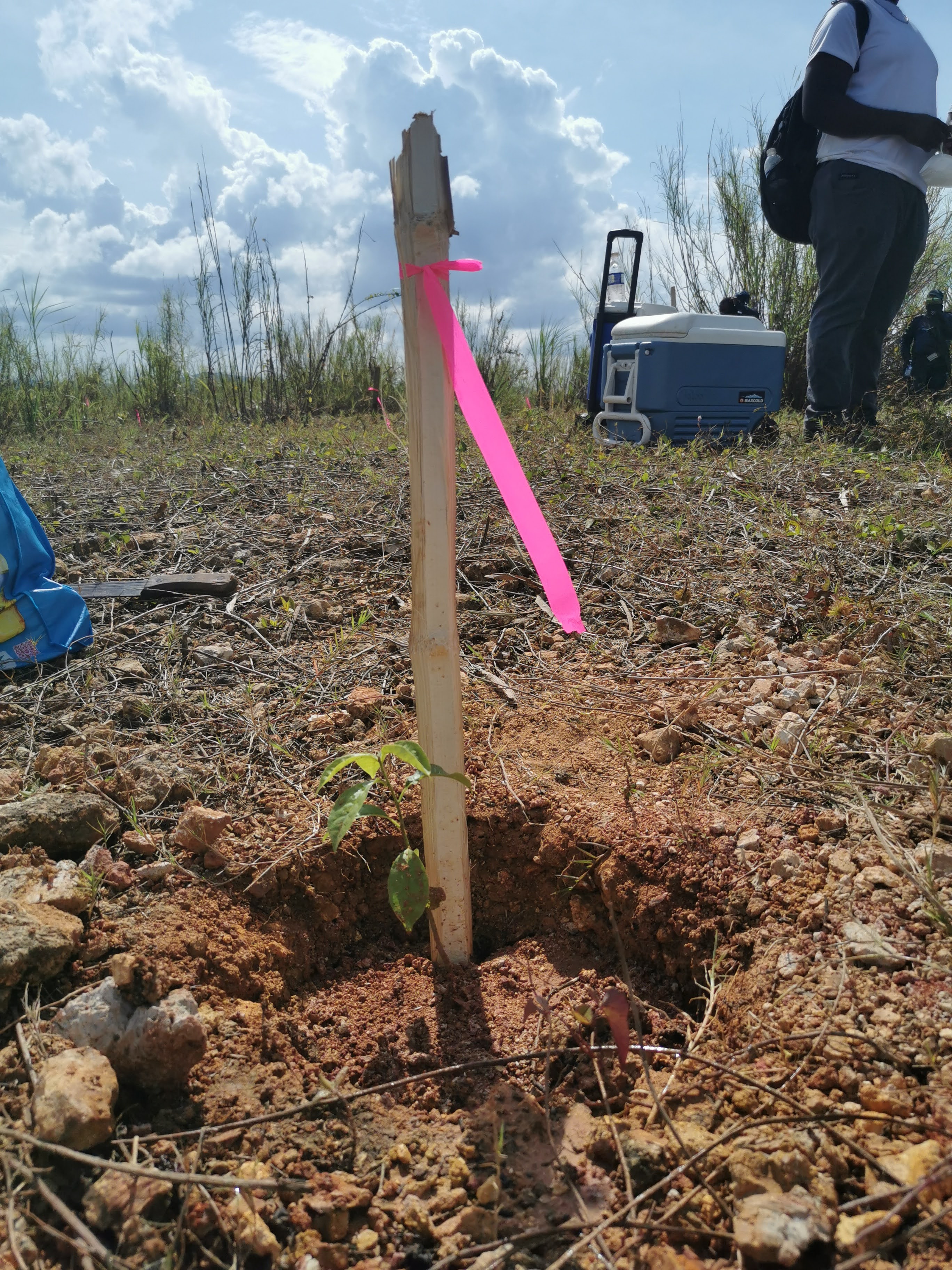tree planting